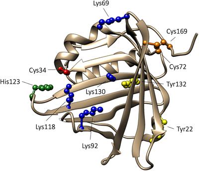 Structure, Functions, and Physiological Roles of the Lipocalin α1-Microglobulin (A1M)